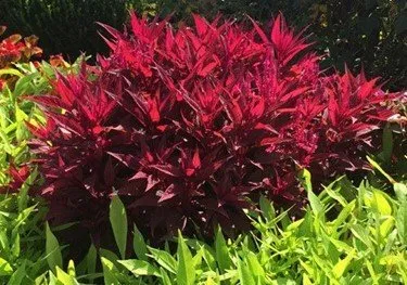 A garden bush adorned with vibrant red leaves, reminiscent of Dragon's Breath.